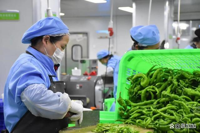 食材凈菜加工與預(yù)制菜的差異化解析 以蔬菜為例，保鮮與便利的兩大烹飪革新